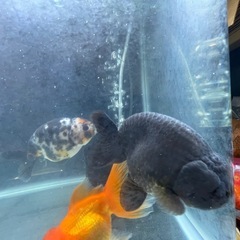 金魚 らんちゅう オランダ獅子頭