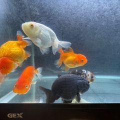 金魚 らんちゅう オランダ獅子頭 金魚 らんちゅう オランダ獅子頭