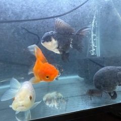 金魚 らんちゅう オランダ獅子頭