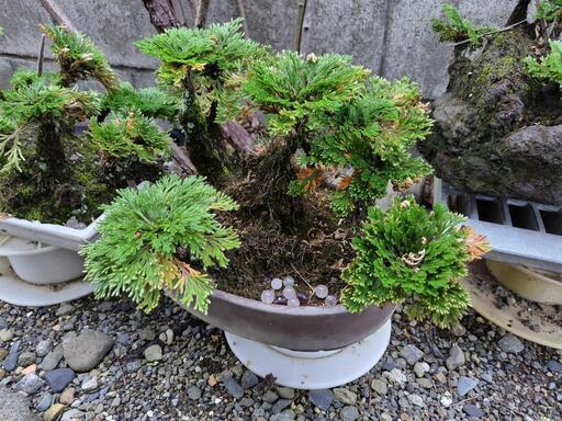 岩松　イワヒバ　盆栽　観賞用　鉢付き