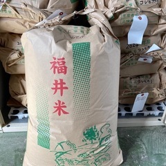 令和6年産 新米コシヒカリ 玄米 30kg  恐竜の町勝山産　　　　