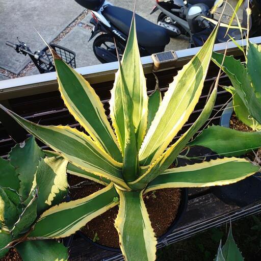 アガベ　サルミアナフェロックス　バターフィンガー　中株 アガベ サルミアナフェロックス バターフィンガー 中株 アガベ