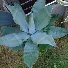 クレイジー・ホース超大株