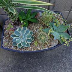 ドライガーデン寄せ植え