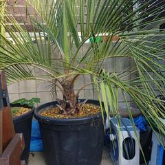 大型ココスヤシ