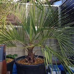 大型ココスヤシ