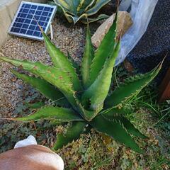 ジェントリージョーズ