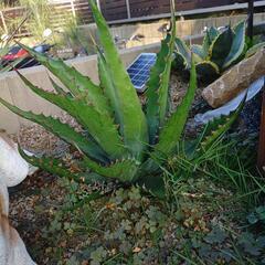 ジェントリージョーズ