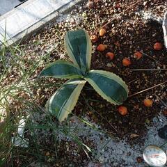 リップルエフェクト