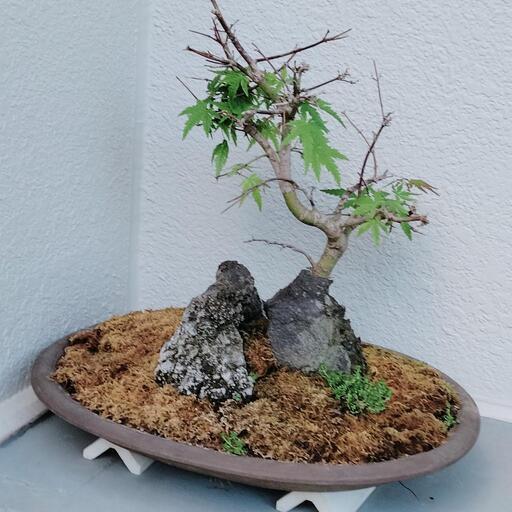 盆栽 モミジ