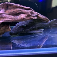 ブルーアイプレコ