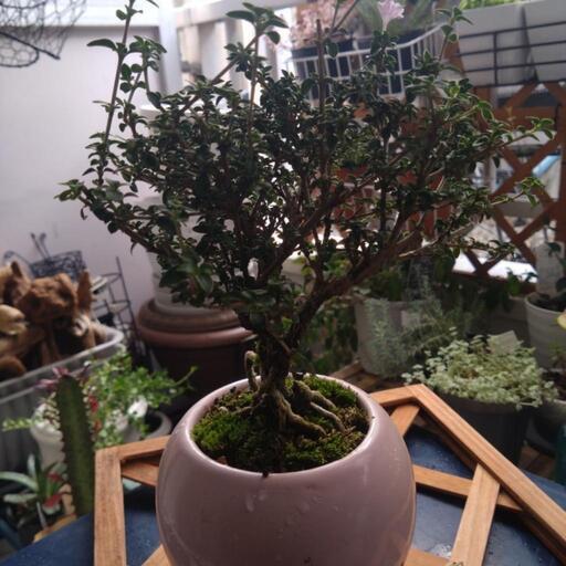 ミニ盆栽紅鳥花