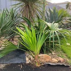 ビロウヤシ クバヤシ＊