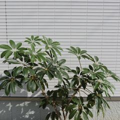 ◆ 大型 ツピタンサス 観葉植物 ◆