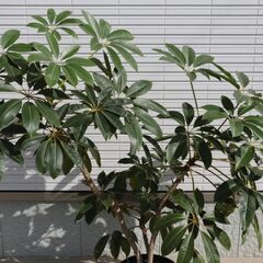 ◆ 大型 ツピタンサス 観葉植物 ◆