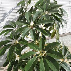 ◆ 大型 ツピタンサス 観葉植物 ◆