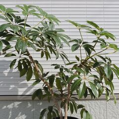 ◆ 大型 ツピタンサス 観葉植物 ◆