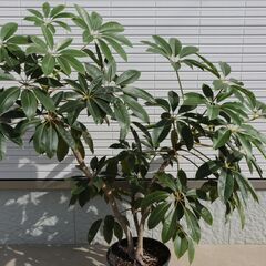 ◆ 大型 ツピタンサス 観葉植物 ◆