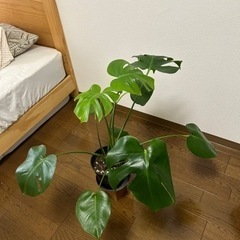 観葉植物　モンステラ　鉢セット　