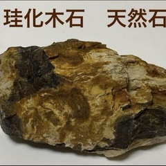 珪化木石　天然石　水石　木の化石　標本　インテリア　飾物　約870g