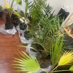 ヤシをお安く販売します。