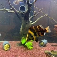 ニューギニアダトニオの中古が安い！激安で譲ります・無料であげます  