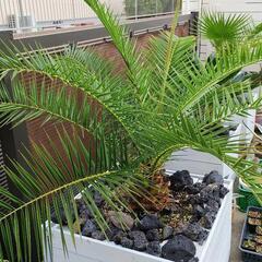 カナリーヤシ　no2410271