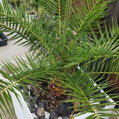 カナリーヤシ　no2410271