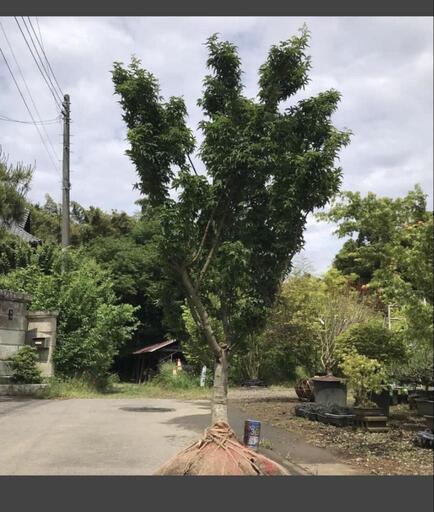 中国工芸品 翡翠彫刻の装飾手鏡(シルバー刻印) 高級手作刻印《SILVER