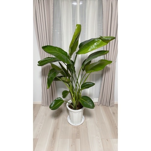 【観葉植物】オーガスタ
