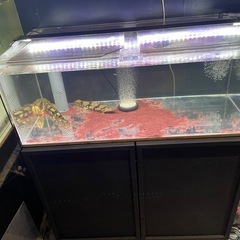 お譲り先決定‼️‼️ 1200アクリル水槽 オーバーフロー水槽 大型水槽 