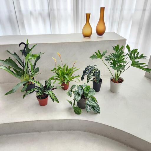 おまとめ観葉植物６点