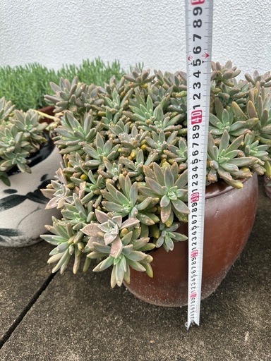 多肉植物
