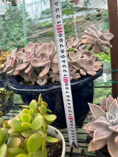 ガーデニング　多肉植物