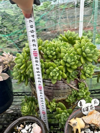 ガーデニング　多肉植物