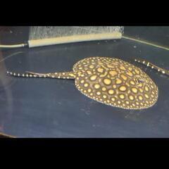 淡水エイの中古が安い！激安で譲ります・無料であげます｜ジモティー 