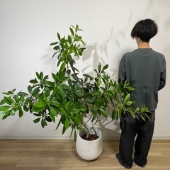 ガーデン　送料込み10/29まで限定！