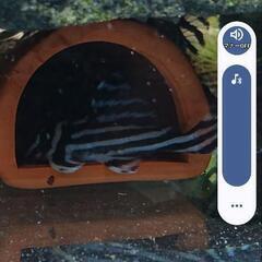 インペリアルゼブラプレコ少し小さい個体6cm　オスメス繁殖経験個体２体