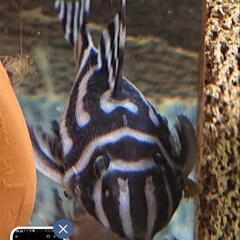 インペリアルゼブラプレコ少し小さい個体6cm　オスメス繁殖経験個体２体