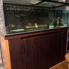 水槽120cmと90cmの2セットで売ります！ 水槽120cmと90cmの2セットで売ります！