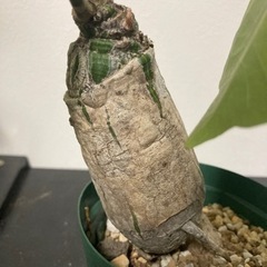 プセウドボンバックスエリプティクム　塊根植物　観葉植物　ビザールプランツ　ガーデニング　グリーン