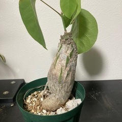 プセウドボンバックスエリプティクム　塊根植物　観葉植物　ビザールプランツ　ガーデニング　グリーン