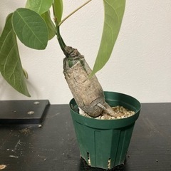 プセウドボンバックスエリプティクム　塊根植物　観葉植物　ビザールプランツ　ガーデニング　グリーン