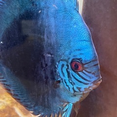 ディスカス アズリー 稚魚5匹