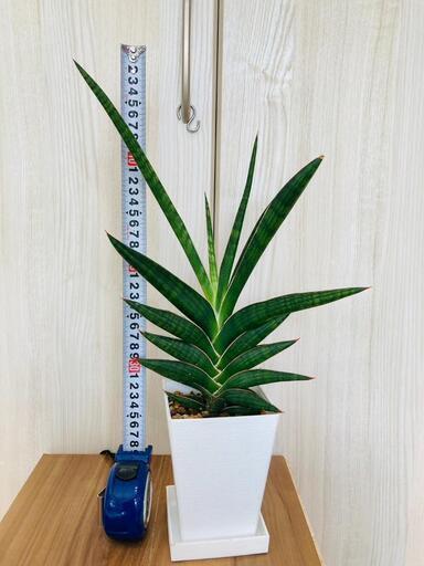 希少種【観葉植物】サンスベリア・ケニア（3.5号鉢つき）