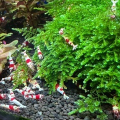 お家で、カワイイ えびちゃん（レッドビーシュリンプ）を飼ってみませ