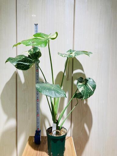 【観葉植物】斑入りモンステラ（鉢付き）：デリシオーサ・タイコンステレーション