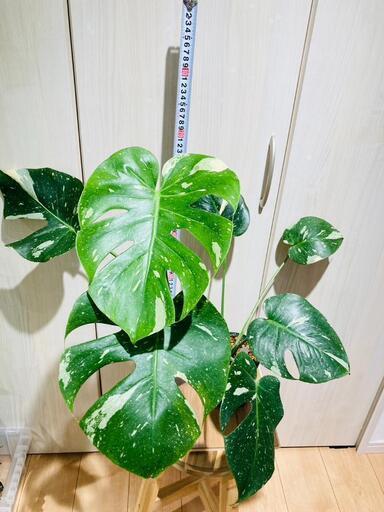 【観葉植物】斑入りモンステラ（鉢付き）：デリシオーサ・タイコンステレーション