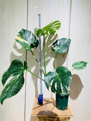 【観葉植物】斑入りモンステラ（鉢付き）：デリシオーサ・タイコンステレーション