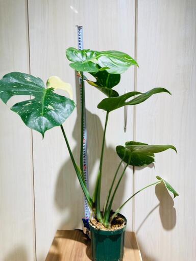 【観葉植物】斑入りモンステラ（鉢付き）：デリシオーサ・タイコンステレーション